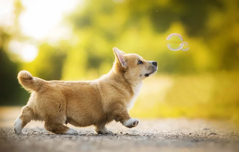Làm dịu tâm hồn với ảnh nền chó con dễ thương