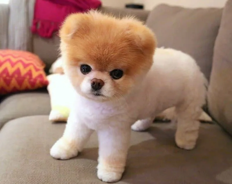 Thêm chút hài hước với avatar chó ngáo cực vui