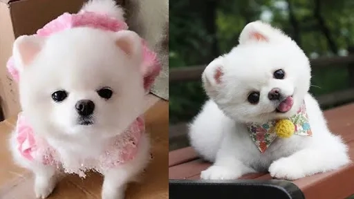 Tạo điểm nhấn vui nhộn với avatar chó mặt xệ