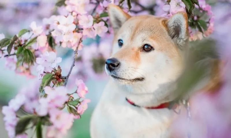 Trang trí thiết bị với hình nền chó shiba dễ thương