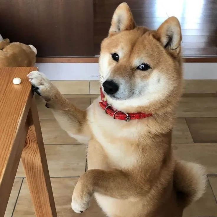 Thêm nét hài hước với avatar chó shiba bựa cực vui