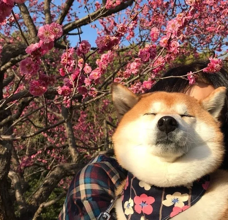 Làm nổi bật màn hình với hình nền chó shiba cute