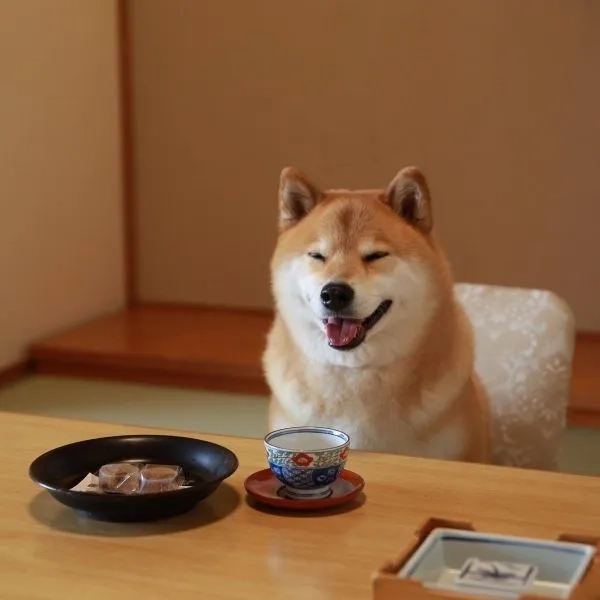 Khám phá ngay hình nền chó shiba hoạt hình cực đáng yêu