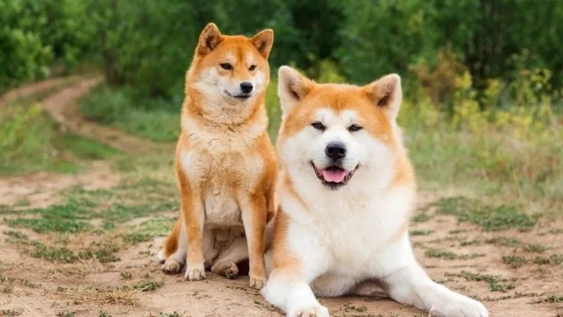 Tô điểm màn hình với hình nền shiba siêu đáng yêu
