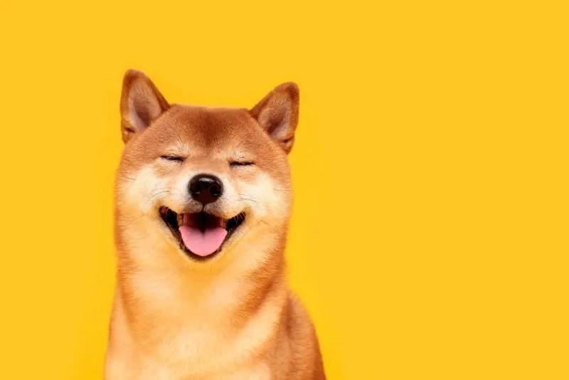 Làm nổi bật thiết bị với hình nền shiba cute lung linh
