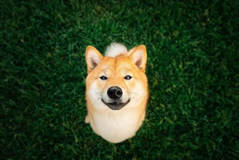 Chiêm ngưỡng ảnh nền chó shiba siêu dễ thương
