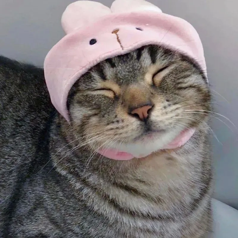 Thêm nét đáng yêu với ảnh đại diện con mèo cute cực hot