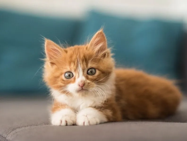 Thể hiện phong cách riêng với avatar ảnh mèo cute cực xinh