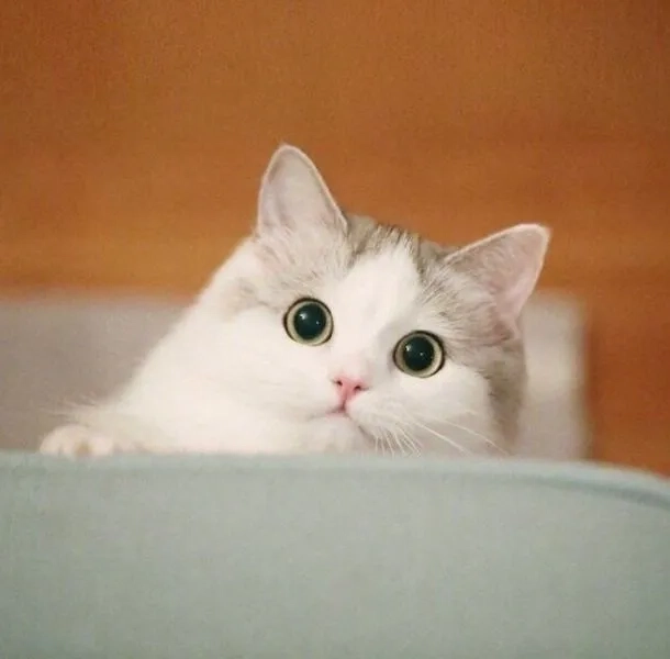 Làm mới phong cách với hình avatar mèo siêu cute