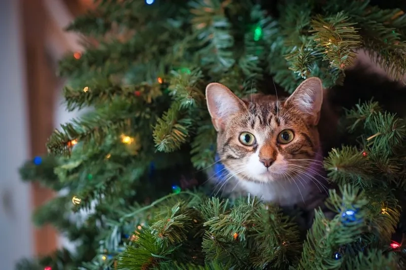 Thêm chút vui nhộn với avatar noel hài hước siêu đáng yêu