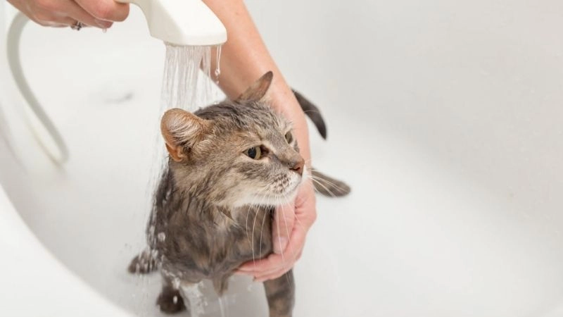 Giải pháp vệ sinh cho mèo sợ nước